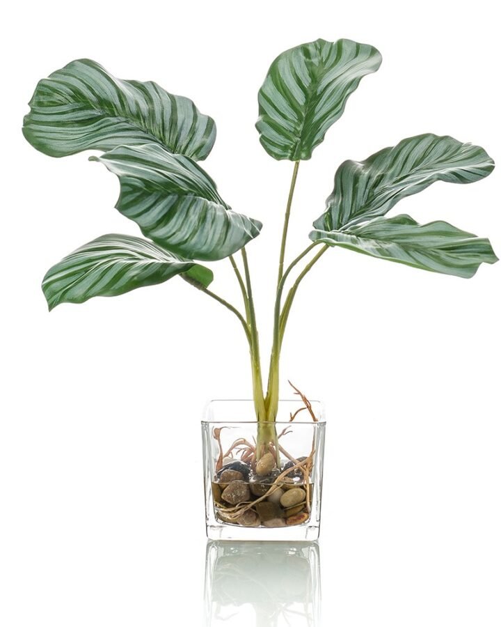 CALATEA (6 uds)
