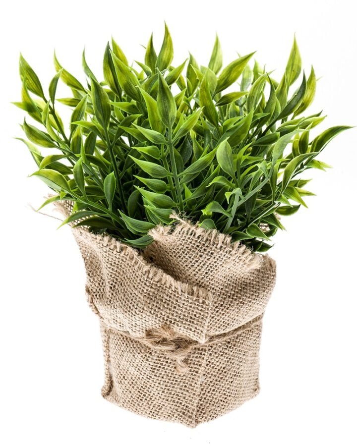 Arbusto RUSCUS