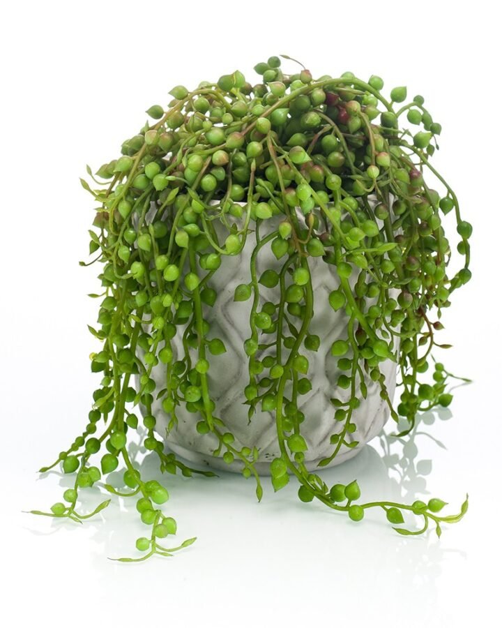 SENECIO (6 uds)