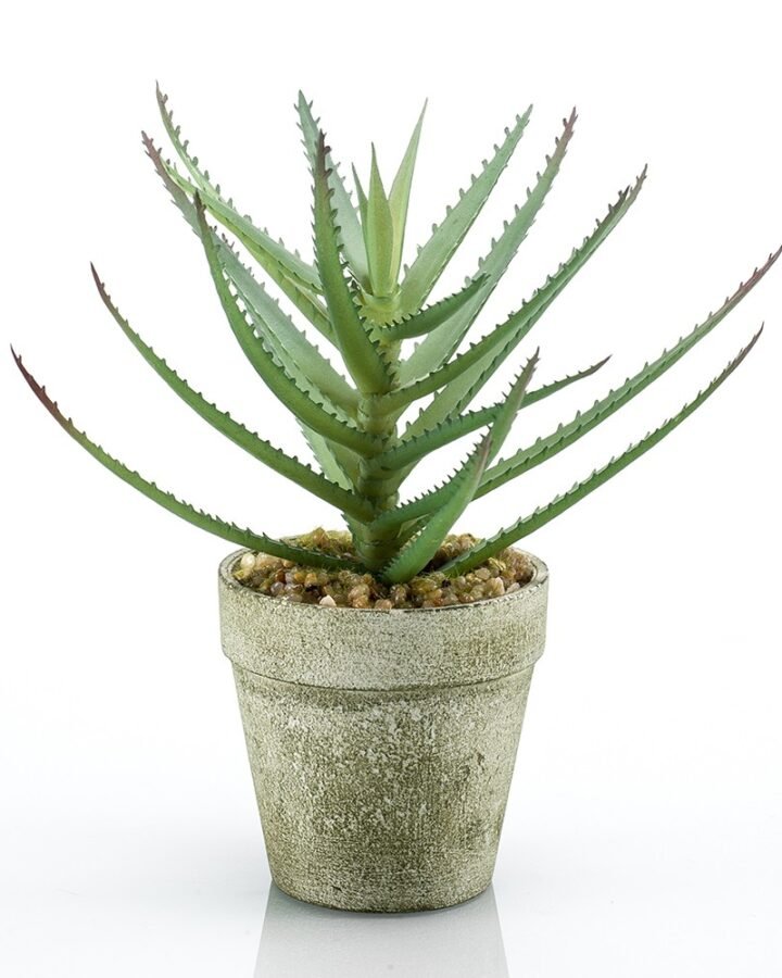 ALOE
