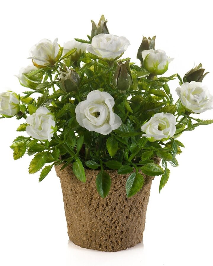 ROSE MINI BLANCA