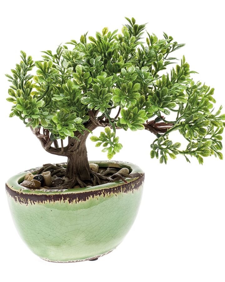Mini BONSÁI FICUS