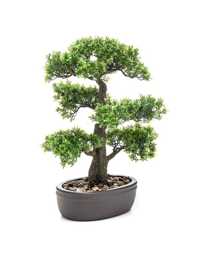 BONSÁI FICUS