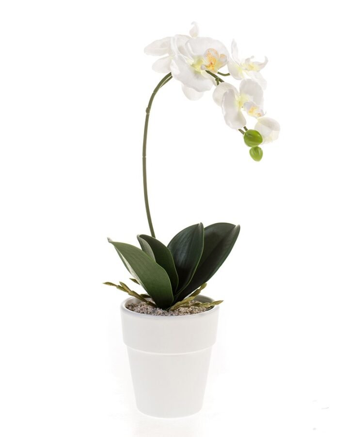 ORQUÍDEA (8 uds)
