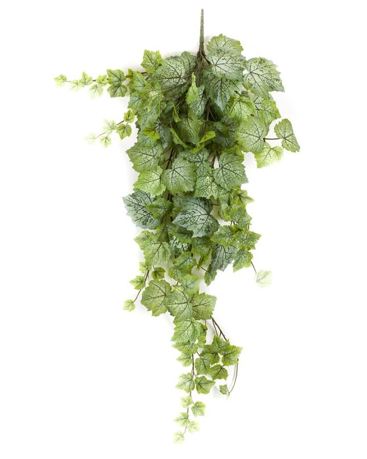 Planta colgante HOJA DE PARRA (6 uds)