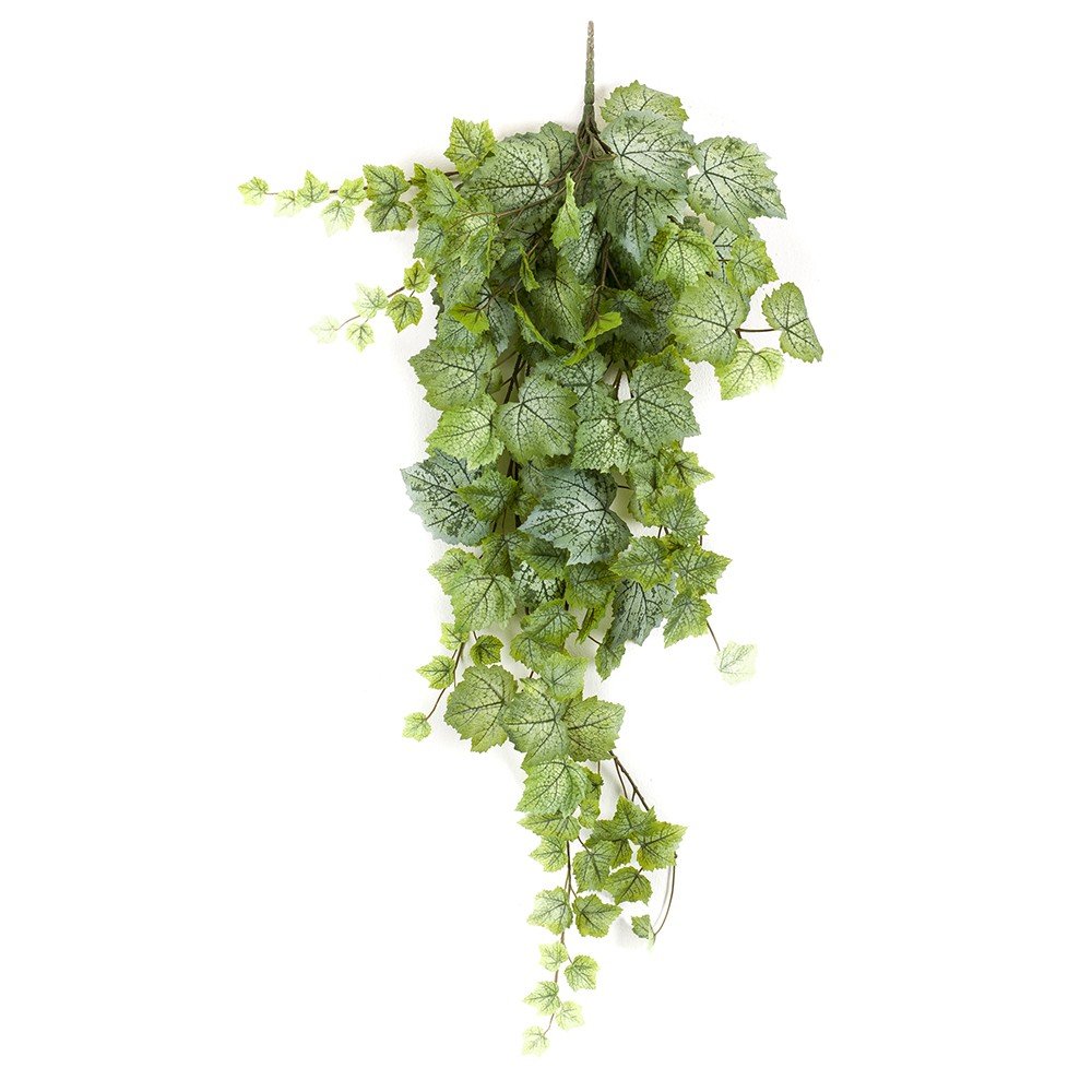 Planta colgante HOJA DE PARRA (6 uds)
