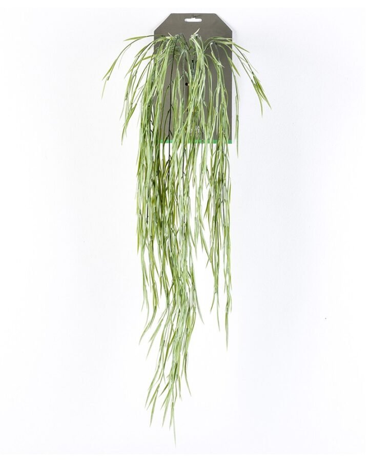 Arbusto colgante HOYA (6 uds)