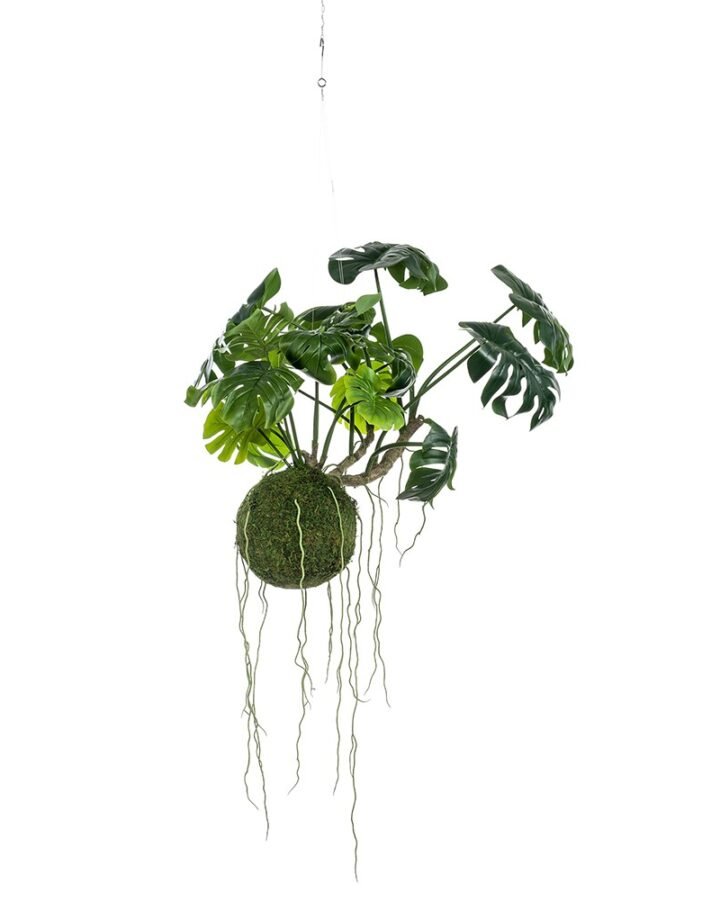 Decorativa Techo Kokedama MONSTERA