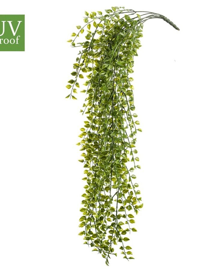 Planta colgante FICUS PUMILA UV (12 uds)