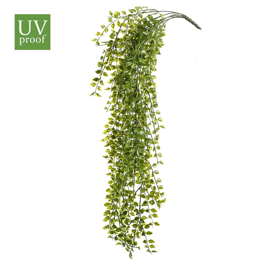 Planta colgante FICUS PUMILA UV (12 uds)