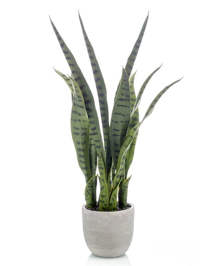 Planta SANSEVIERIA