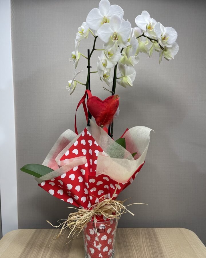 Orquídea Phalaenopsis blanca te quiero mucho