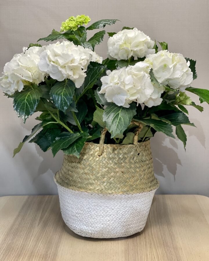 Capazo HORTENSIA BLANCA