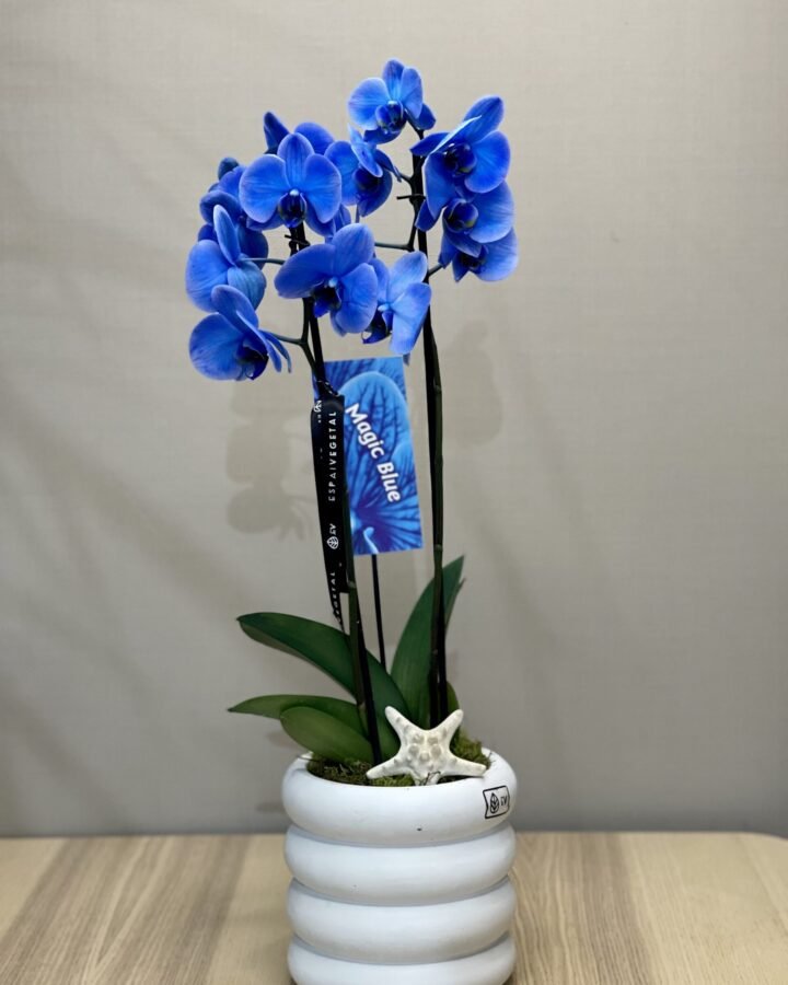 Orquídea phalaenopsis AZUL