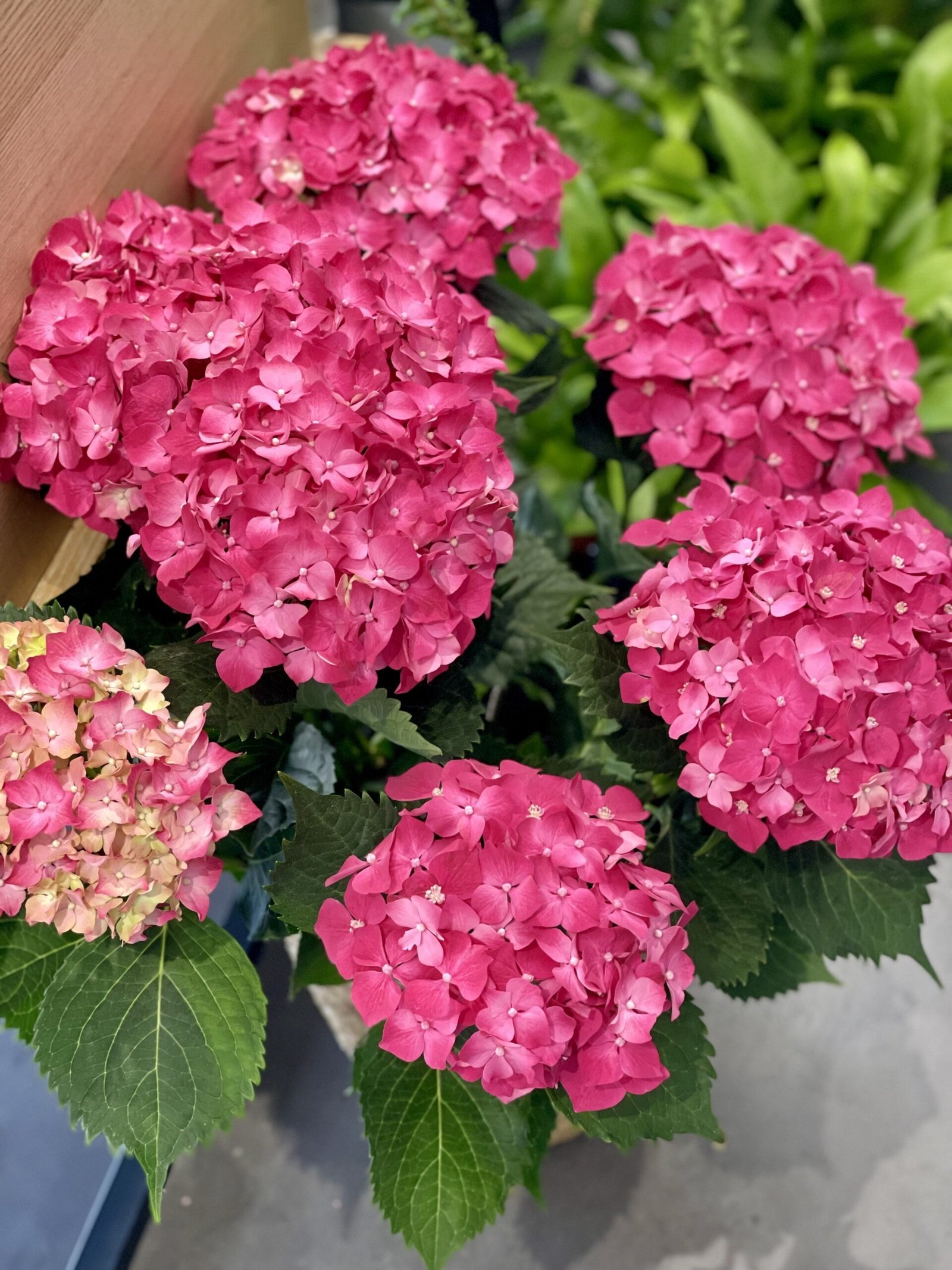 Capazo HORTENSIA BLANCA - Imagen 2