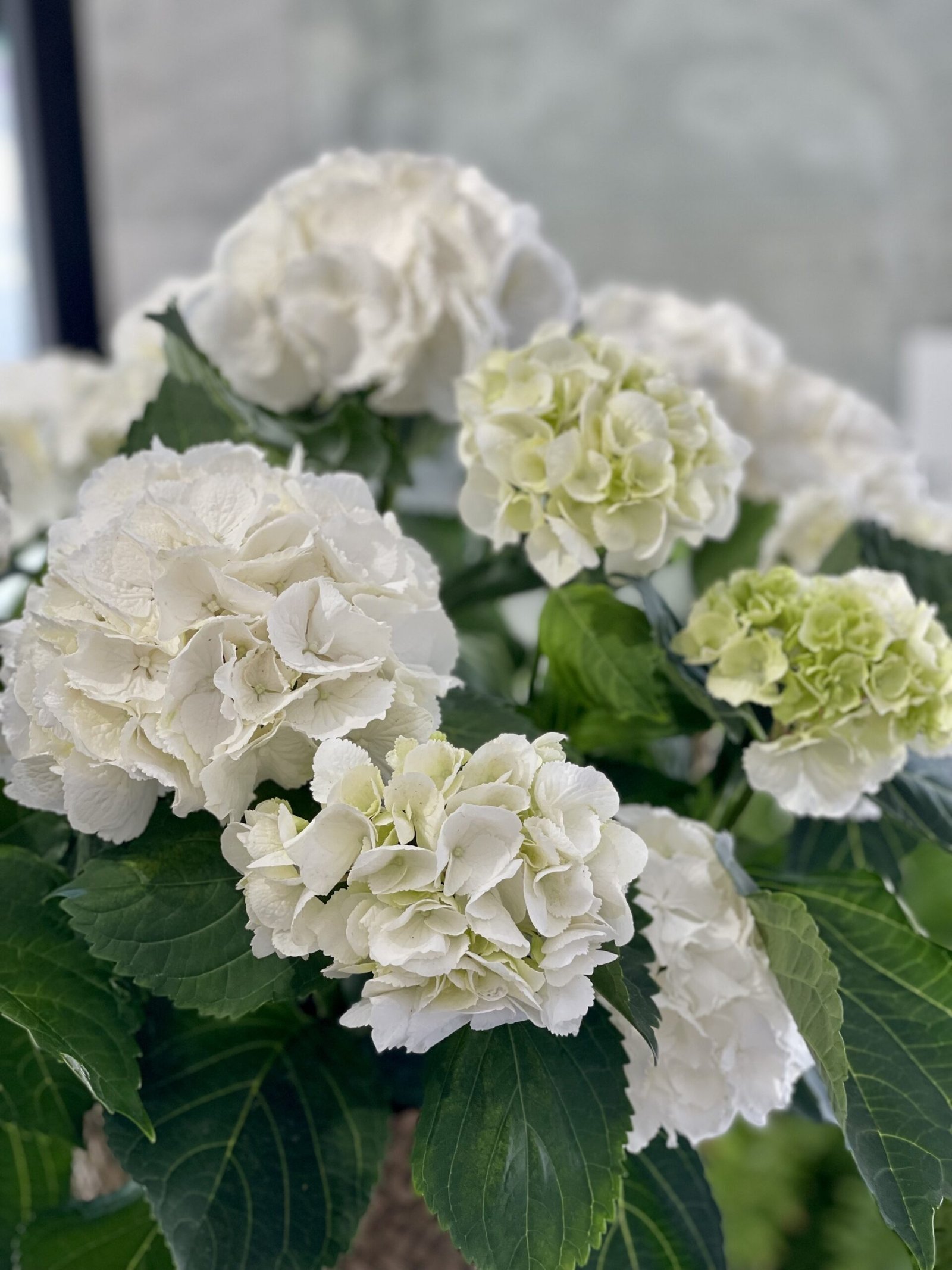 Capazo HORTENSIA BLANCA - Imagen 3