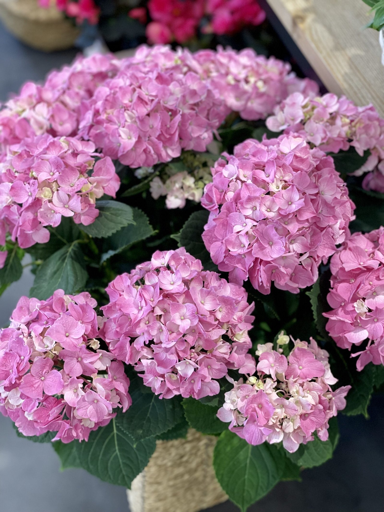 Capazo HORTENSIA BLANCA - Imagen 4