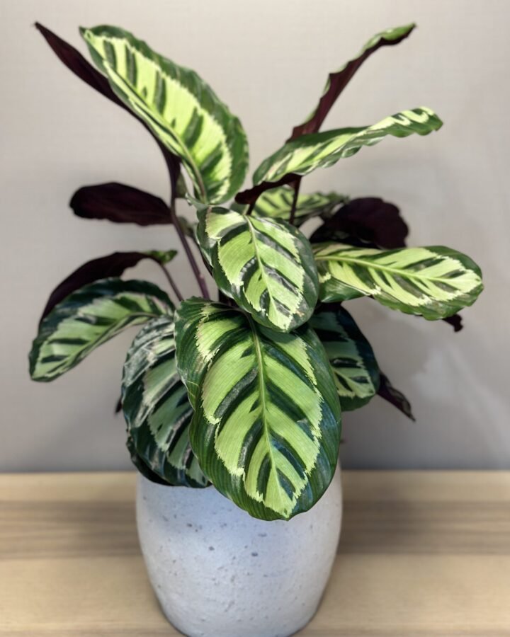 Planta Calatea Makoyana