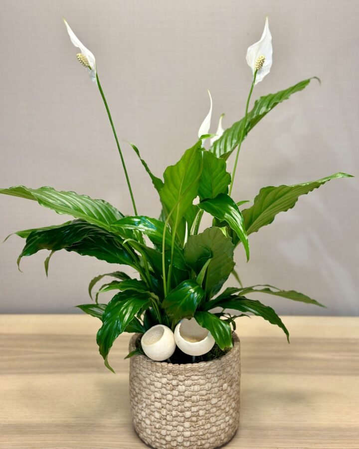 Spathiphyllum con base cerámica