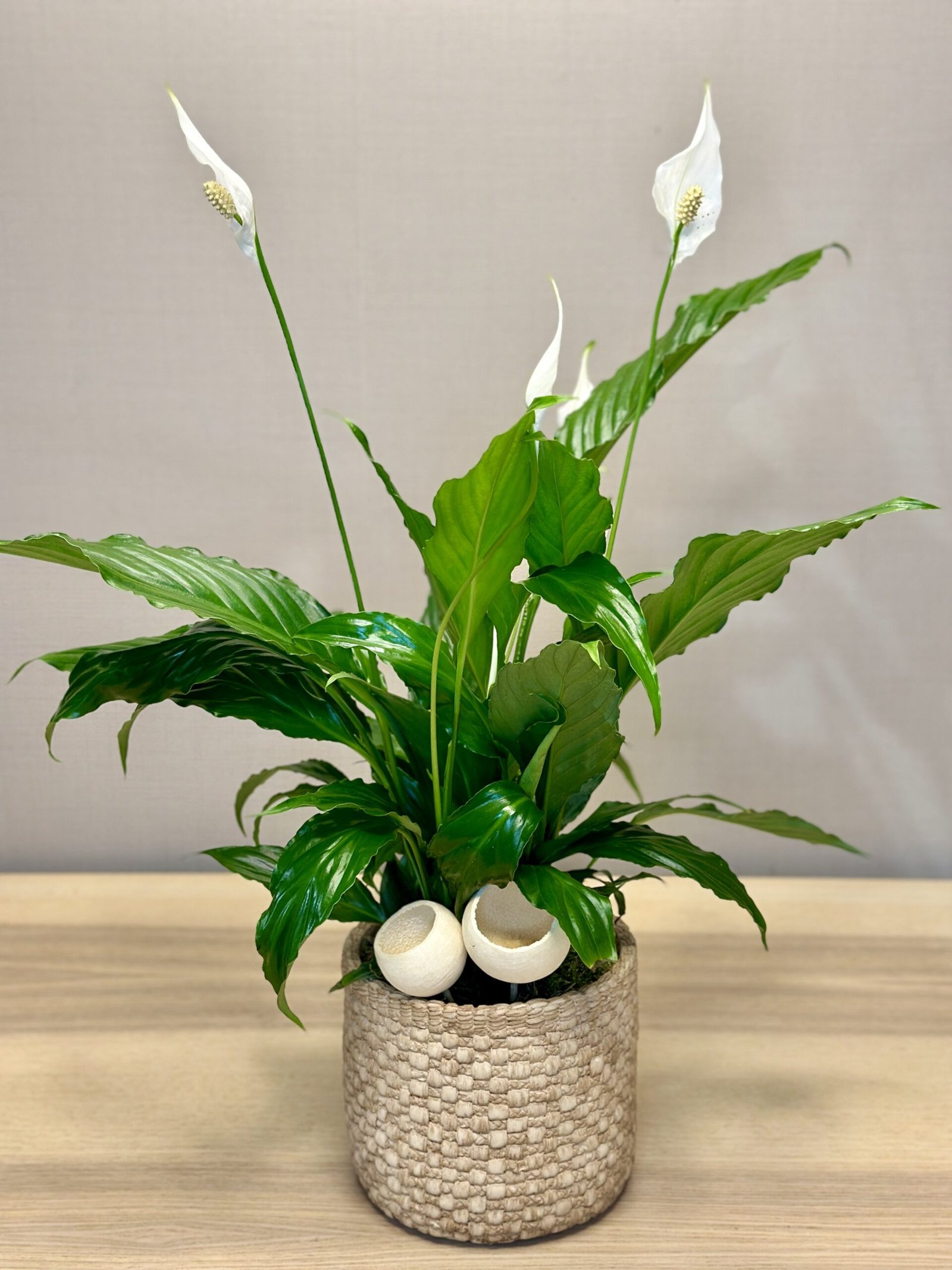 Spathiphyllum con base cerámica