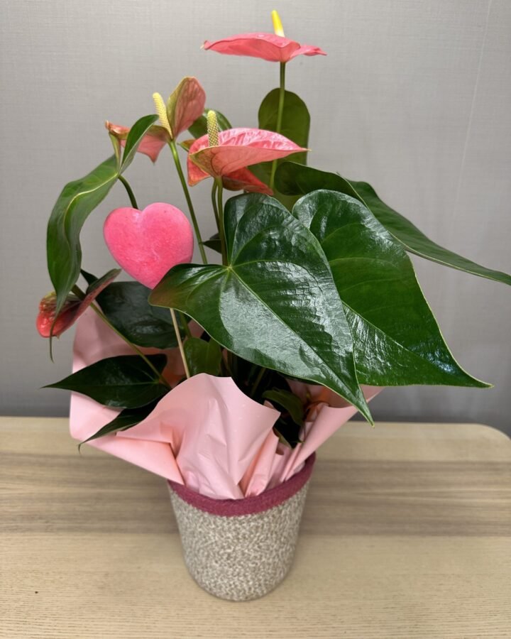Anthurium rosa llévame a casa