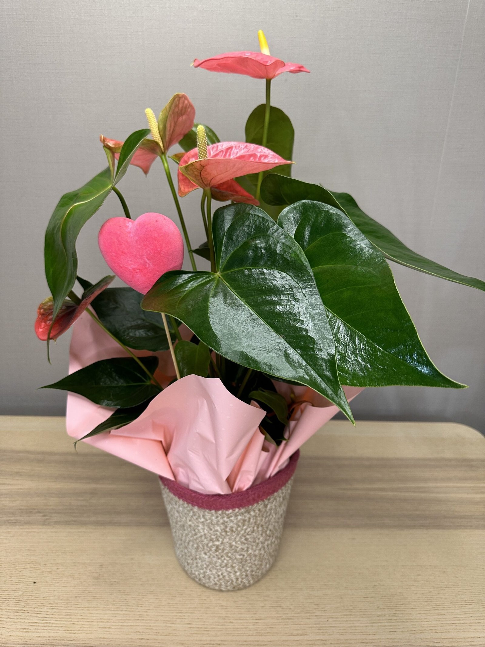 Anthurium rosa llévame a casa