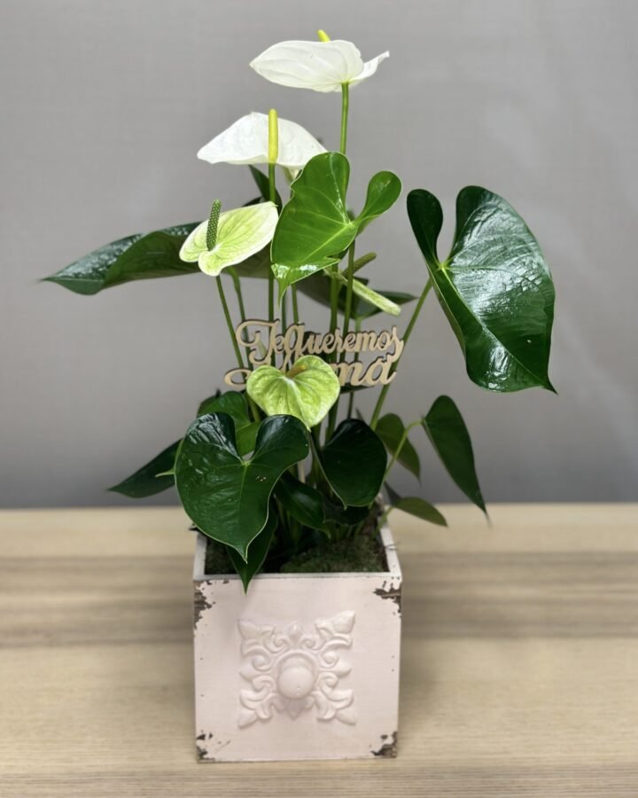 Anthurium blanco