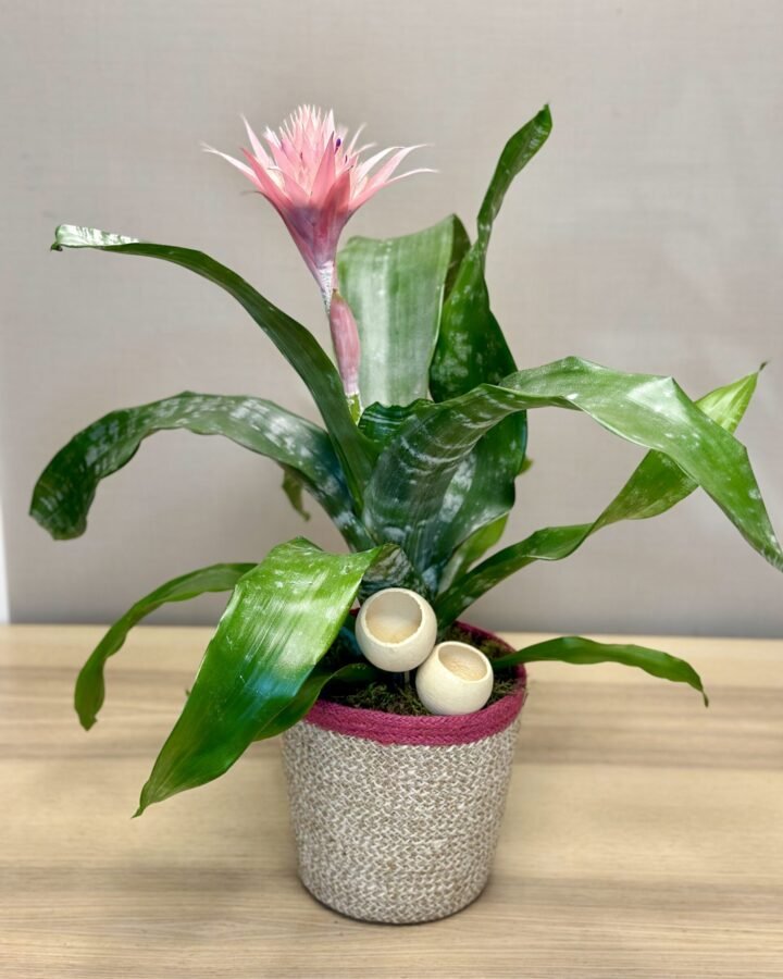 Planta Bromelia Aechmea
