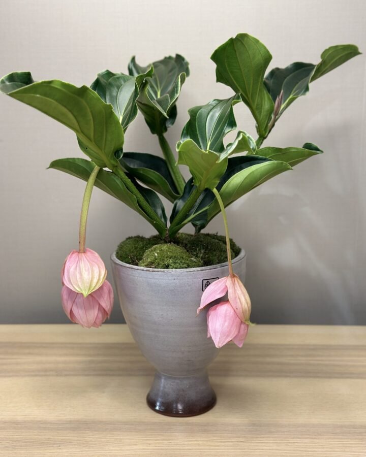 Planta Medinilla Magnifica