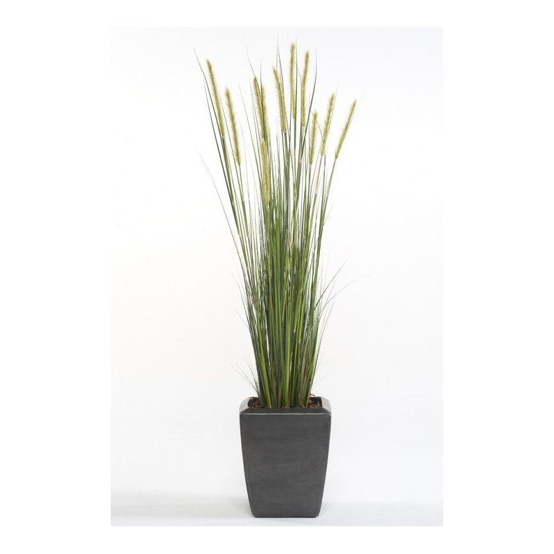 Planta JUNCO ESPIGA ESTRECHA