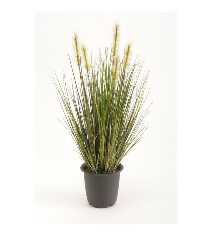 Planta de HIERBA VERDE