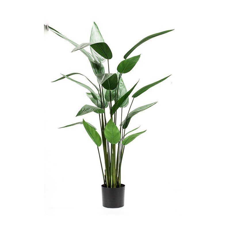 Árbol HELICONIA