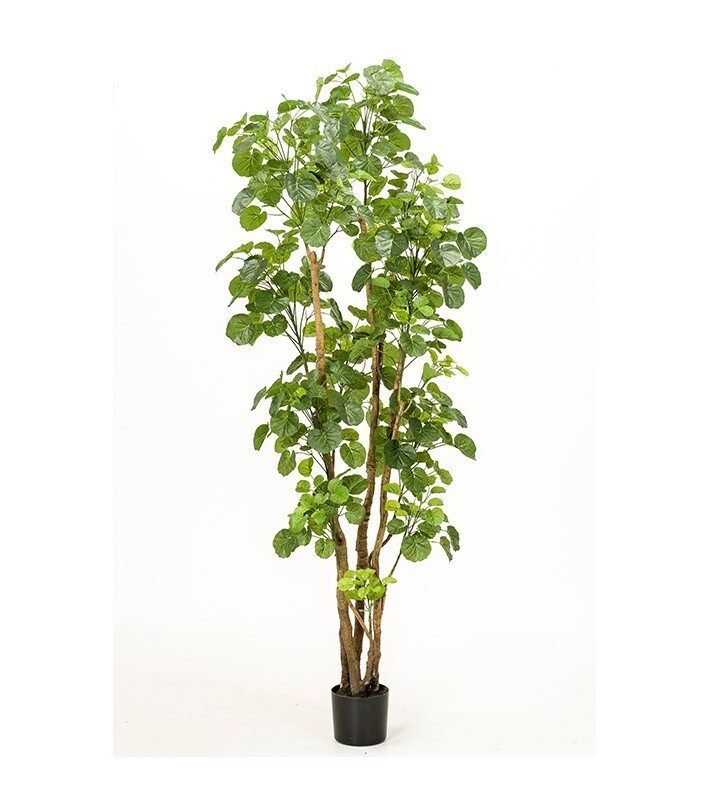 Árbol ARALIA