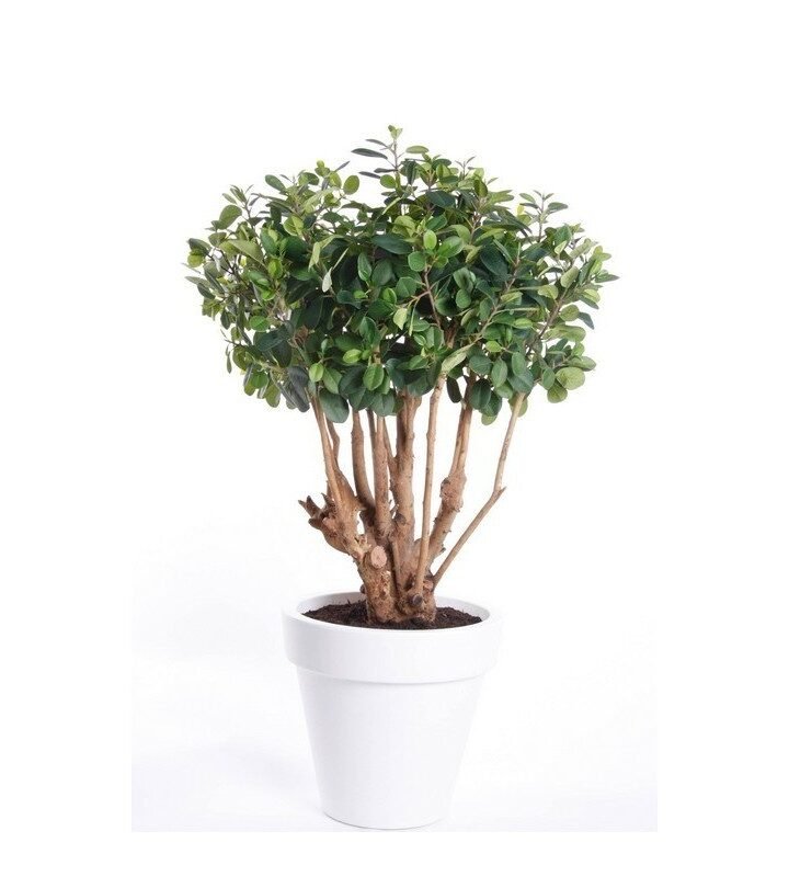 Árbol FICUS BOTANIC