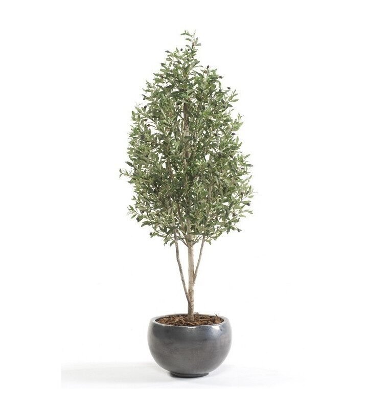 Árbol OLIVO MINI