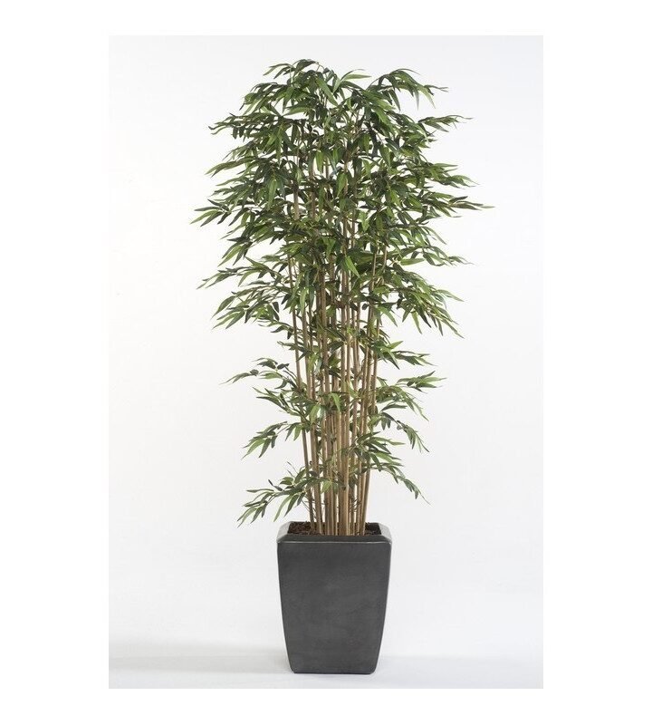 Árbol BAMBÚ PREMIUM