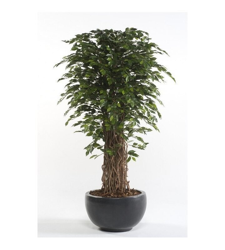 Árbol FICUS DELUXE