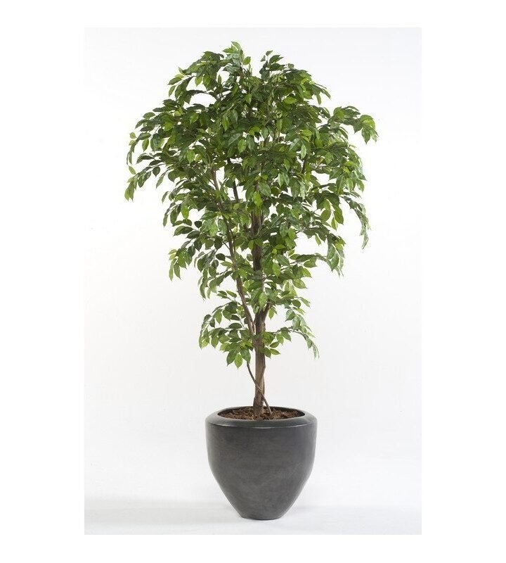 Árbol FICUS PREMIUM