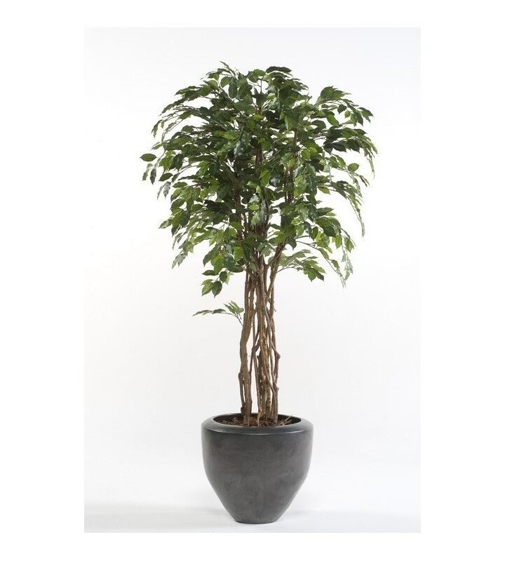 Árbol FICUS ECO