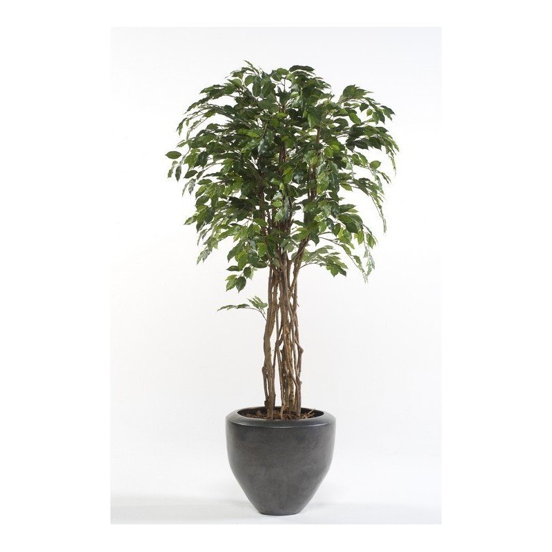 Árbol FICUS ECO