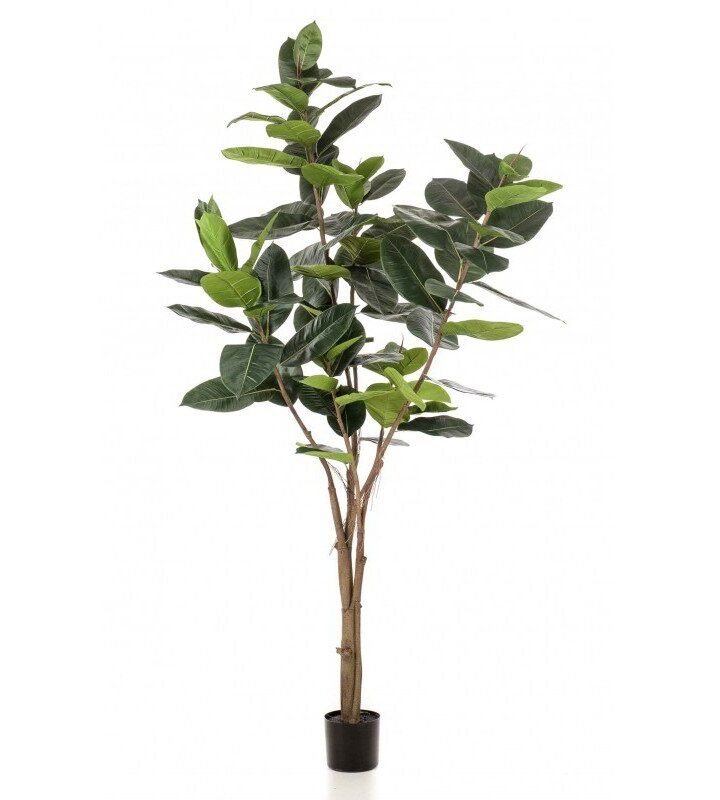 Árbol FICUS ELASTIC
